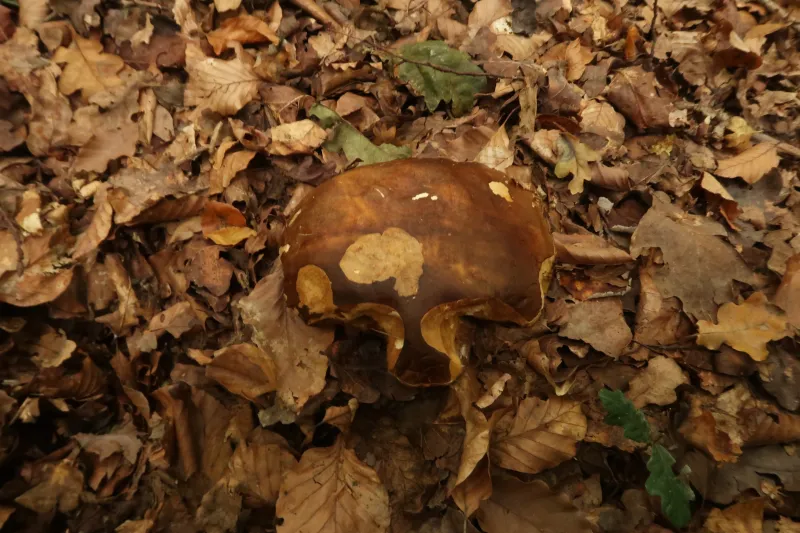 Boletus aereus 4 - IMG_7890